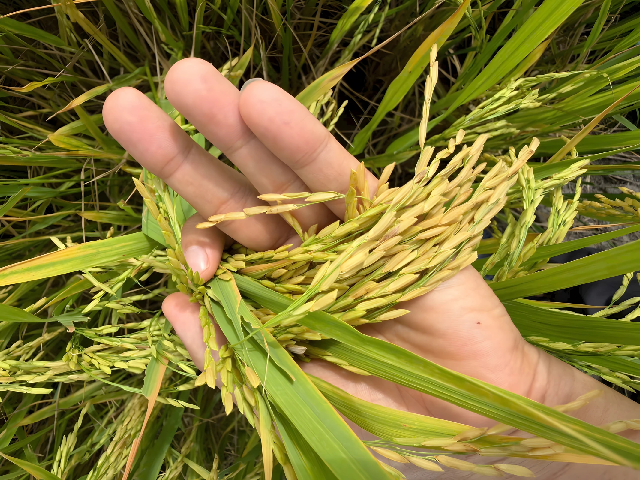 Paddy observed in the supplied rice-growing photo archive