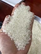 Japonica grain close-up in hand