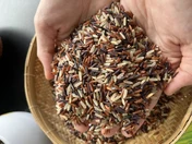 HEALTHY-RICE-MIX · Grain close-up