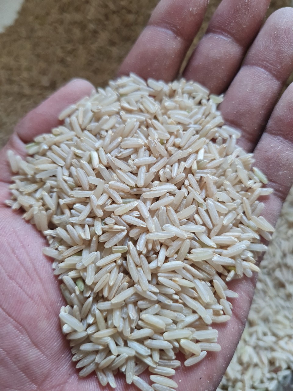 Brown rice in hand